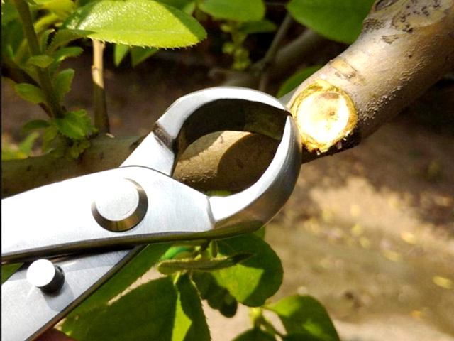 bonsai knob cutter