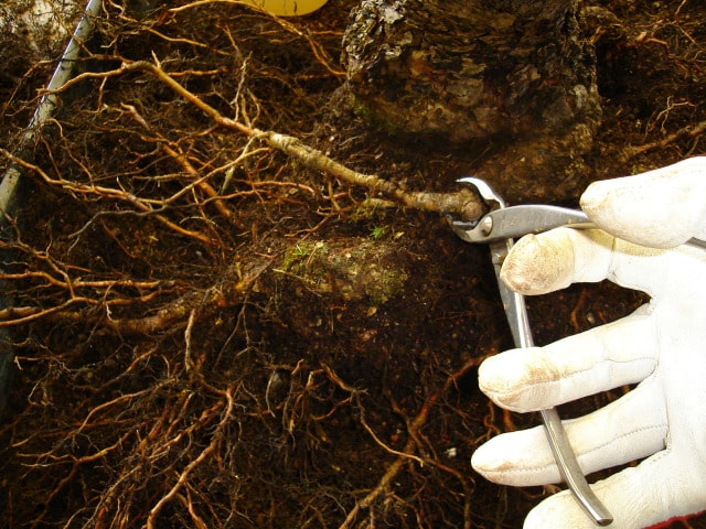 cuttin roots while repotting a bonsai tree