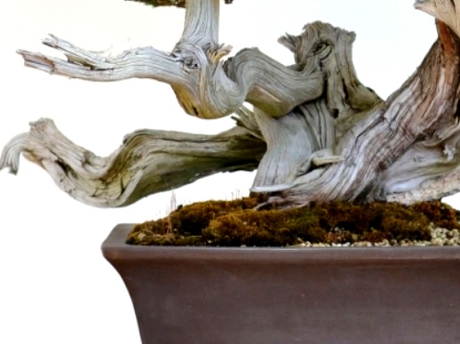 bonsai death wood