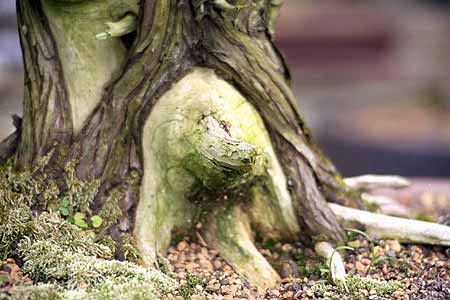 death wood bonsai juniper