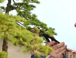 jin bonsai pliers