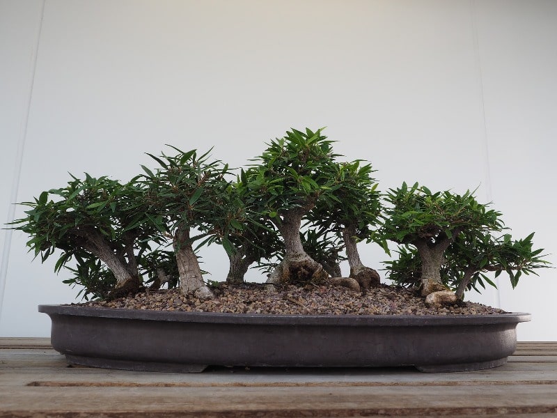 ficus nerifolia bonsai tree