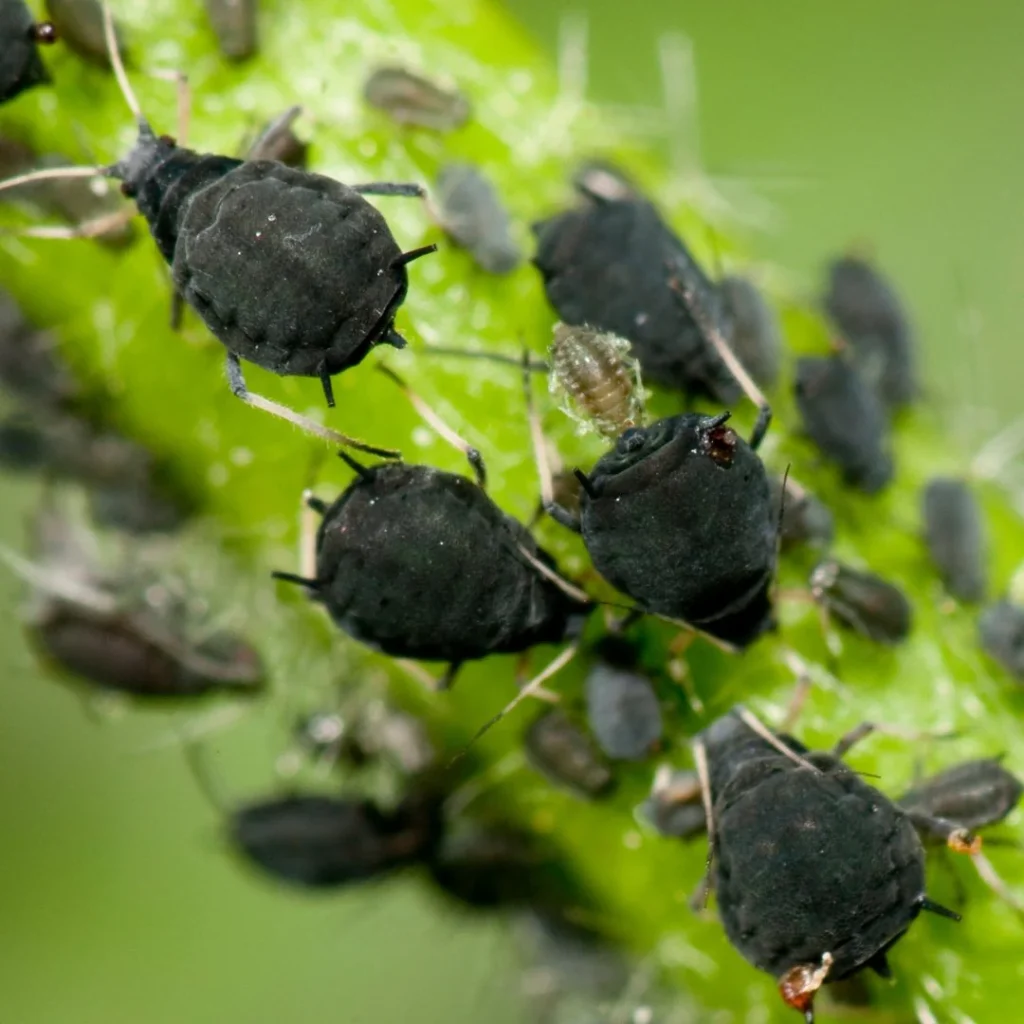 aphid infestations in bonsai